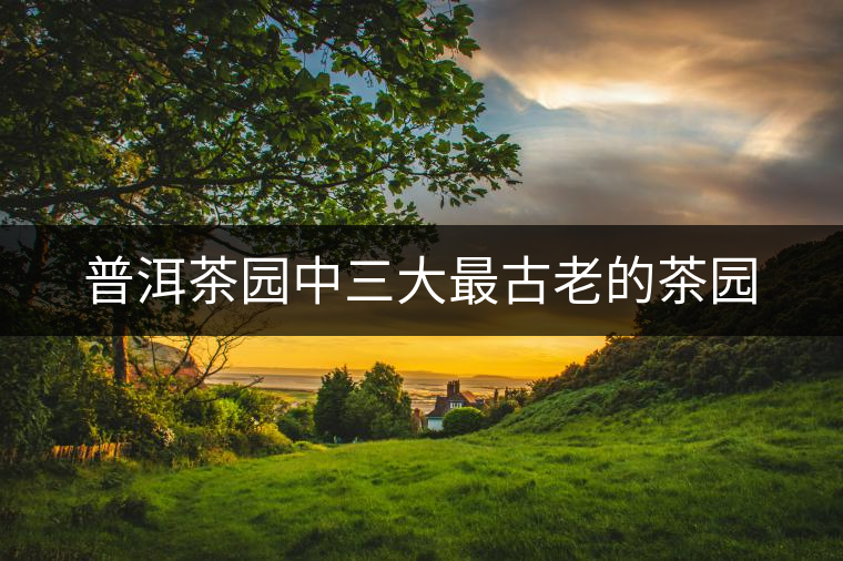 普洱茶園中三大最古老的茶園