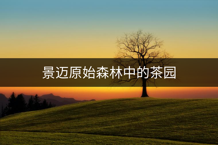 景邁原始森林中的茶園 景邁原始森林中的茶園