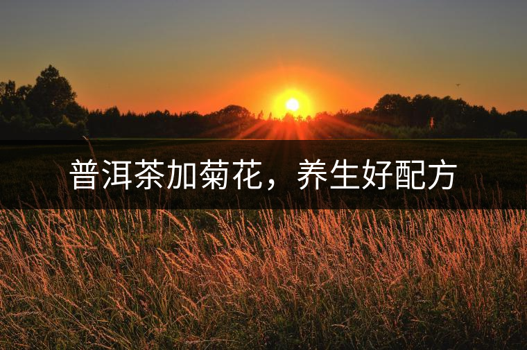 普洱茶加菊花，養(yǎng)生好配方