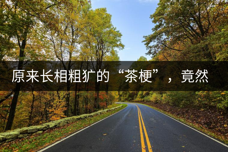 原來長相粗獷的“茶梗”，竟然還有這么多的作用