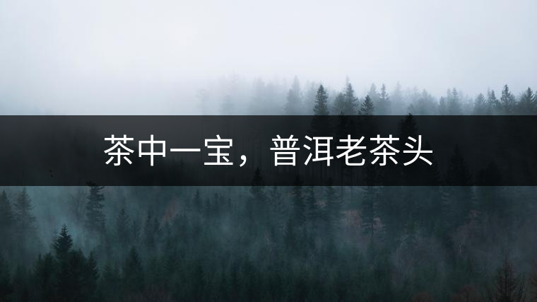 茶中一寶，普洱老茶頭