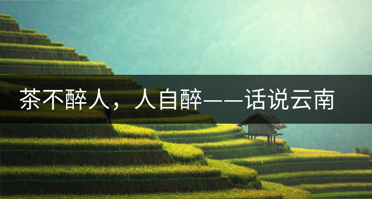 茶不醉人，人自醉——話說云南冰島普洱茶