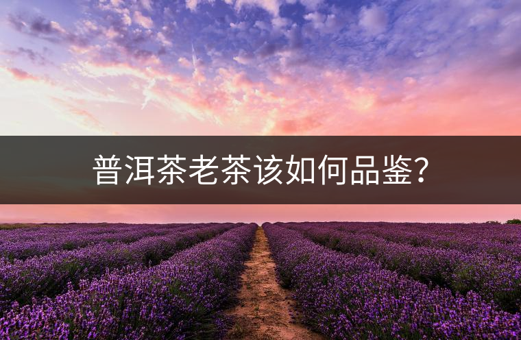 普洱茶老茶該如何品鑒？