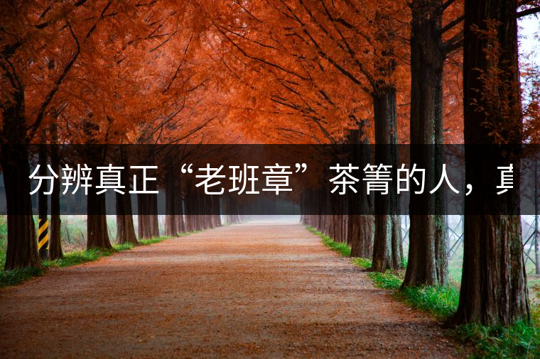 分辨真正“老班章”茶箐的人，真的不多！