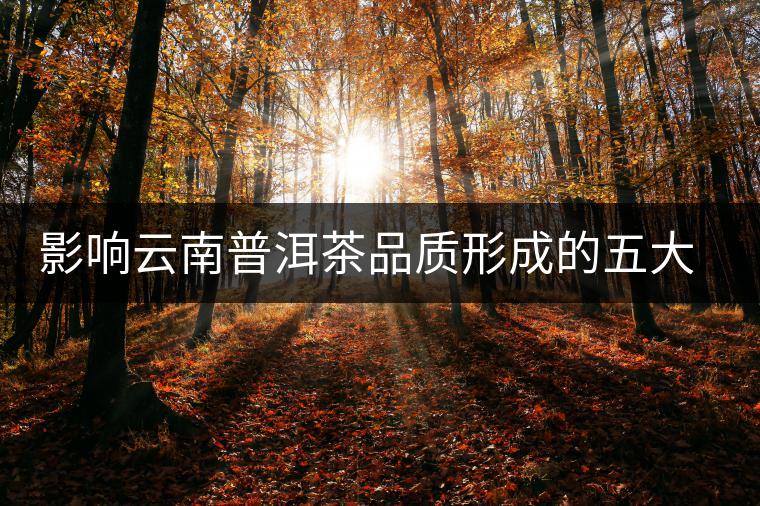 影響云南普洱茶品質(zhì)形成的五大因素