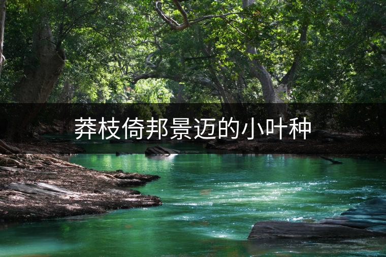 莽枝倚邦景邁的小葉種 莽枝倚邦景邁的小葉種