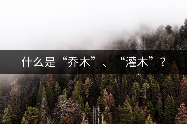 什么是“喬木”、“灌木”？