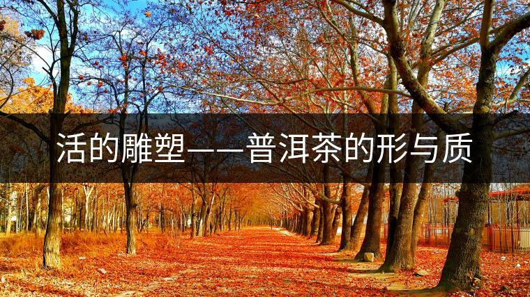 活的雕塑——普洱茶的形與質(zhì)