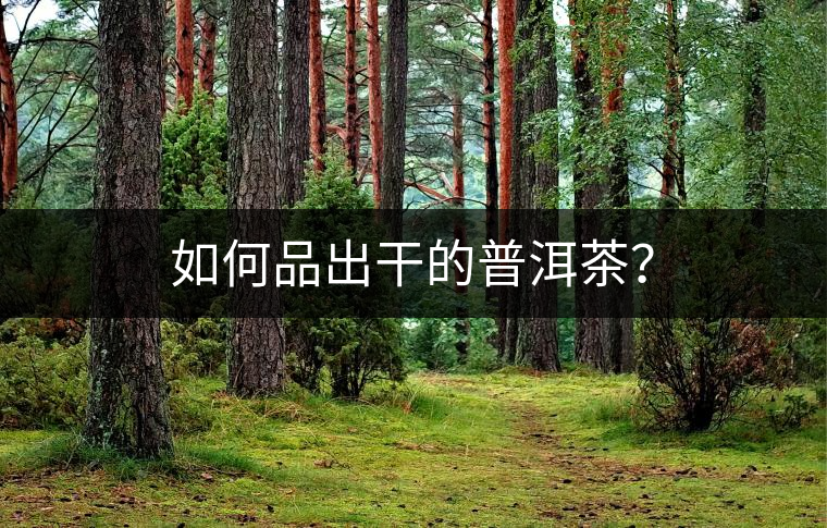 如何品出干的普洱茶？