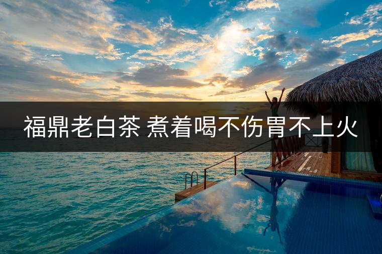 福鼎老白茶 煮著喝不傷胃不上火 福鼎老白茶 煮著喝不傷胃不上火