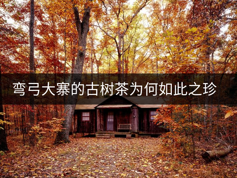 彎弓大寨的古樹茶為何如此之珍貴？