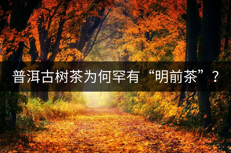 普洱古樹茶為何罕有“明前茶”？