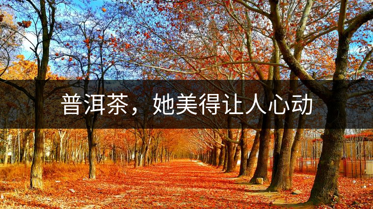 普洱茶，她美得讓人心動