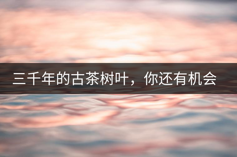 三千年的古茶樹葉，你還有機會喝到嗎？