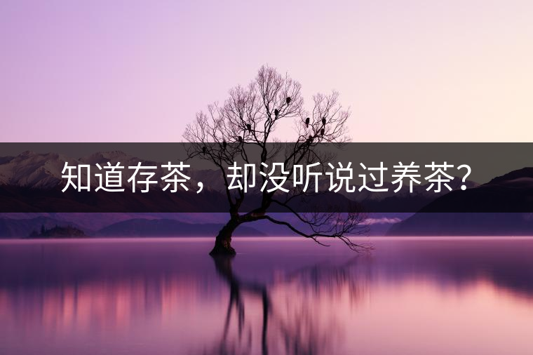 知道存茶，卻沒(méi)聽(tīng)說(shuō)過(guò)養(yǎng)茶？