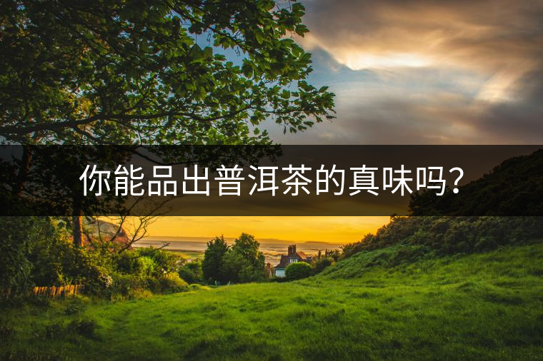 你能品出普洱茶的真味嗎？