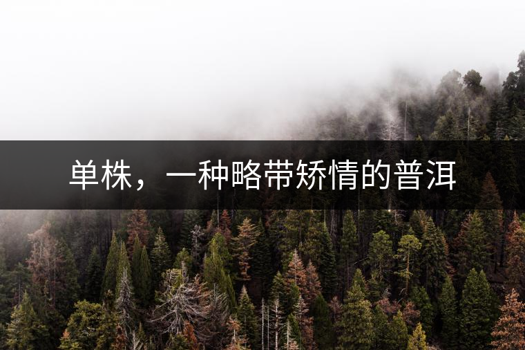 單株，一種略帶矯情的普洱