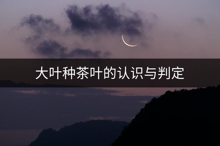 大葉種茶葉的認識與判定