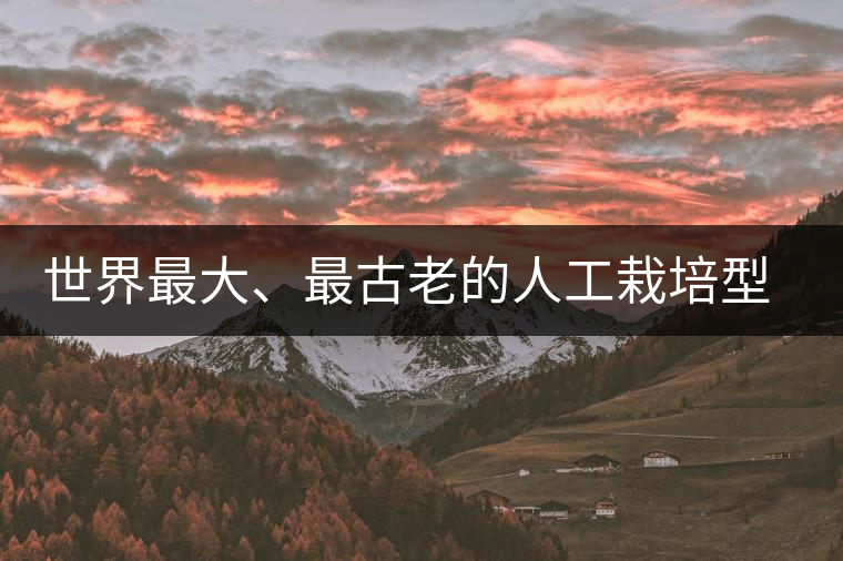 世界最大、最古老的人工栽培型的古茶樹——香竹箐茶祖