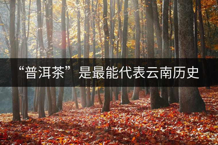 “普洱茶”是最能代表云南歷史文化的茶品 “普洱茶”是最能代表云南歷史文化的茶品