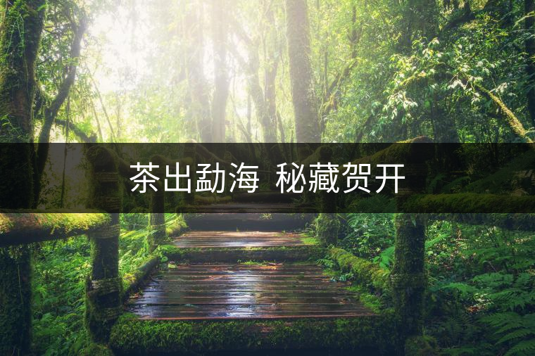 茶出勐海  秘藏賀開(kāi)
