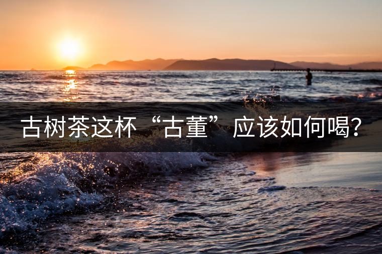 古樹(shù)茶這杯“古董”應(yīng)該如何喝? 古樹(shù)茶這杯“古董”應(yīng)該如何喝?