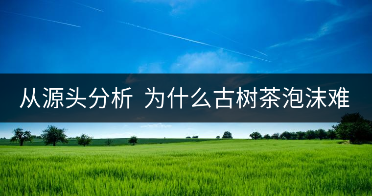 從源頭分析  為什么古樹茶泡沫難擠？