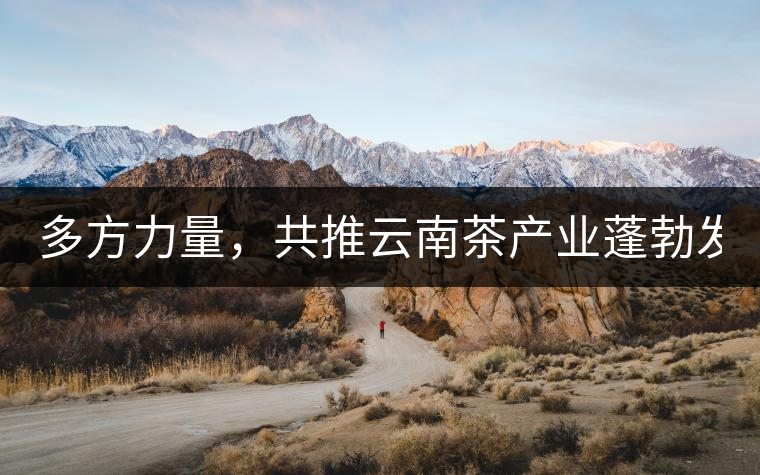 多方力量，共推云南茶產(chǎn)業(yè)蓬勃發(fā)展！