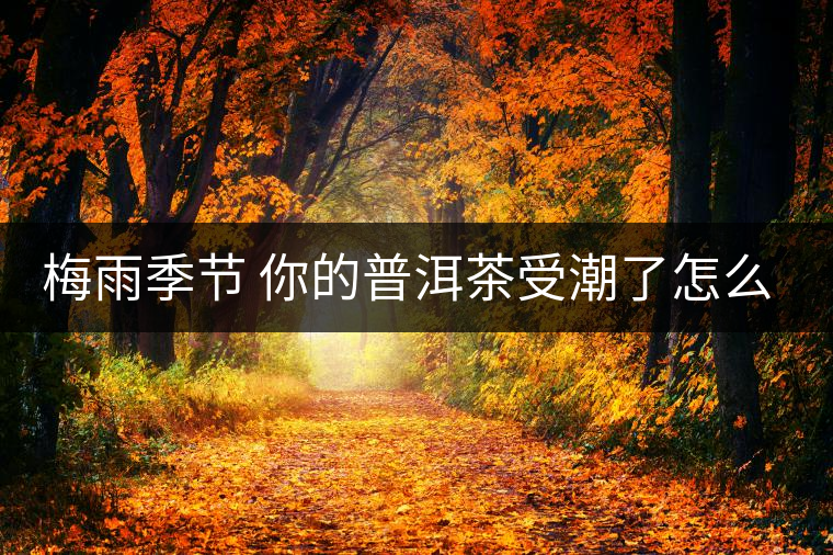 梅雨季節(jié) 你的普洱茶受潮了怎么辦？