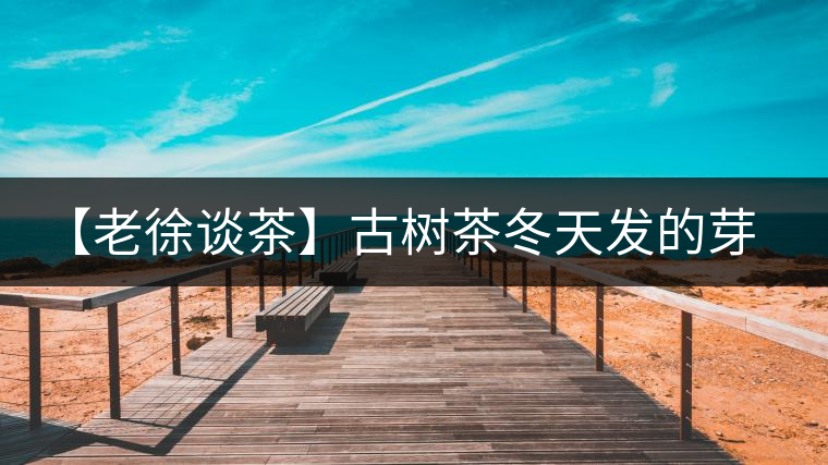 【老徐談茶】古樹茶冬天發(fā)的芽稱為冬茶？滋味如何呢？
