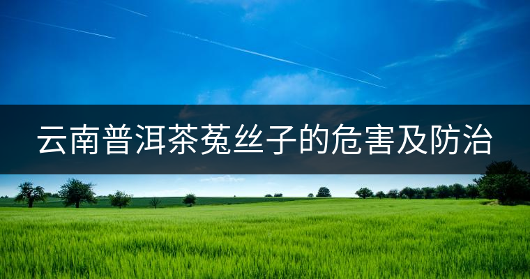 云南普洱茶菟絲子的危害及防治 云南普洱茶菟絲子的危害及防治