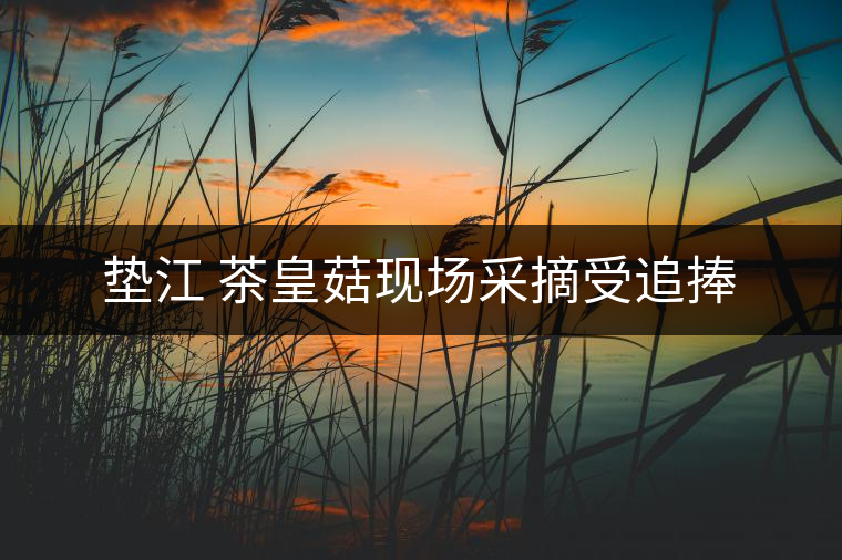 墊江 茶皇菇現(xiàn)場采摘受追捧 墊江 茶皇菇現(xiàn)場采摘受追捧