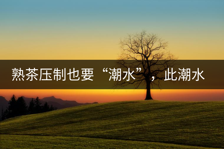 熟茶壓制也要“潮水”，此潮水的目的是什么？