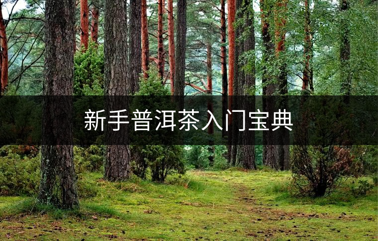 新手普洱茶入門寶典
