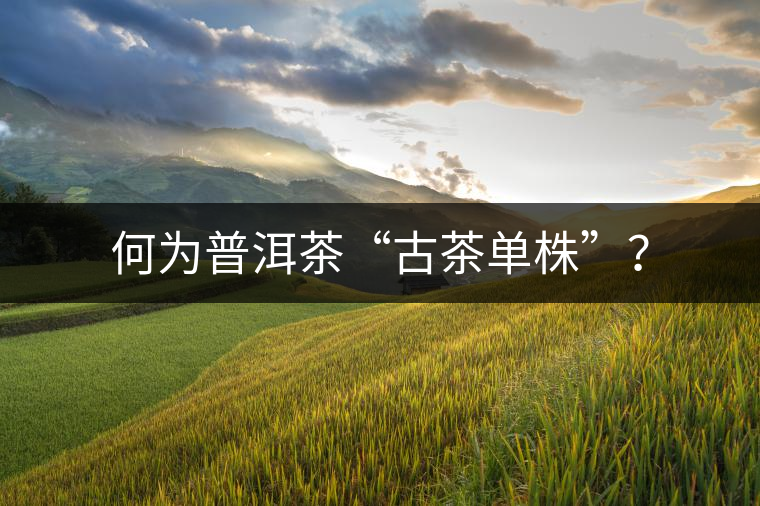 何為普洱茶“古茶單株”？