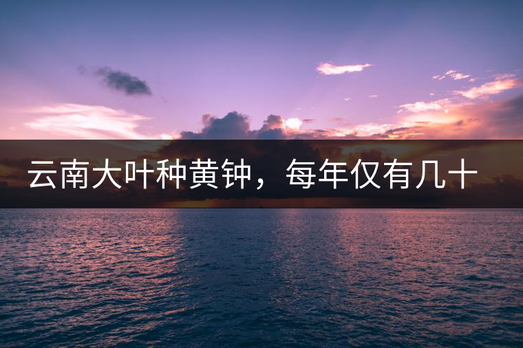 云南大葉種黃鐘，每年僅有幾十公斤的產(chǎn)量，堪稱茶界的“大熊貓”