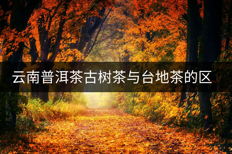 云南普洱茶古樹茶與臺(tái)地茶的區(qū)別 云南普洱茶古樹茶與臺(tái)地茶的區(qū)別