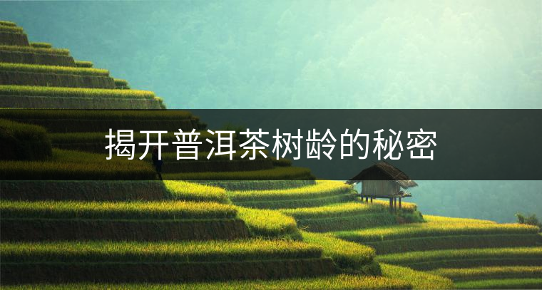 揭開(kāi)普洱茶樹(shù)齡的秘密