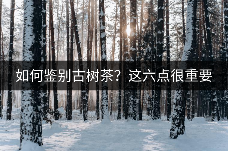 如何鑒別古樹茶？這六點很重要