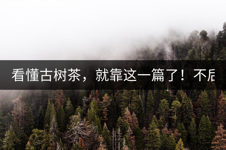看懂古樹茶，就靠這一篇了！不后悔!