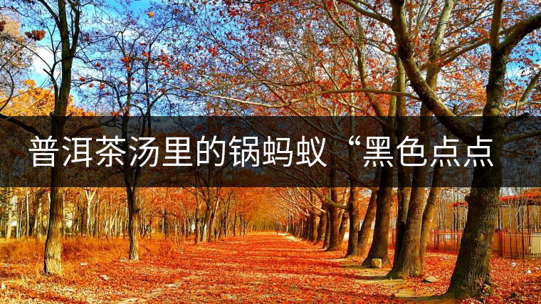 普洱茶湯里的鍋螞蟻“黑色點(diǎn)點(diǎn)”要如何處理，如何預(yù)防？