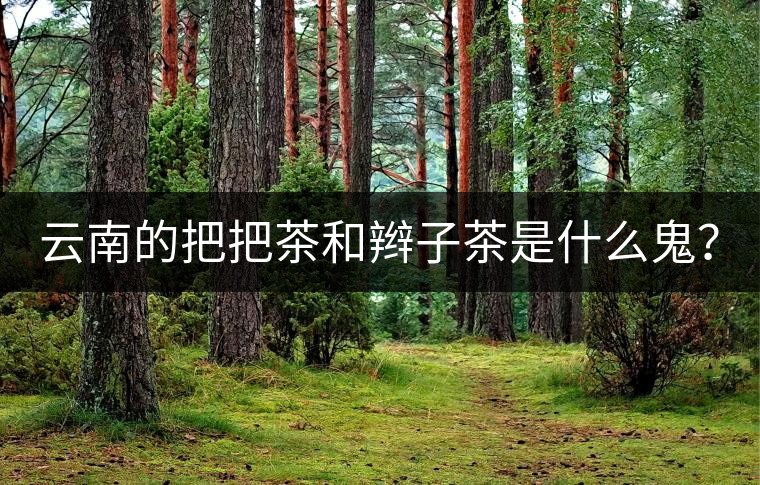 云南的把把茶和辮子茶是什么鬼？