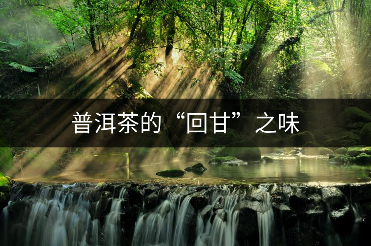 普洱茶的“回甘”之味