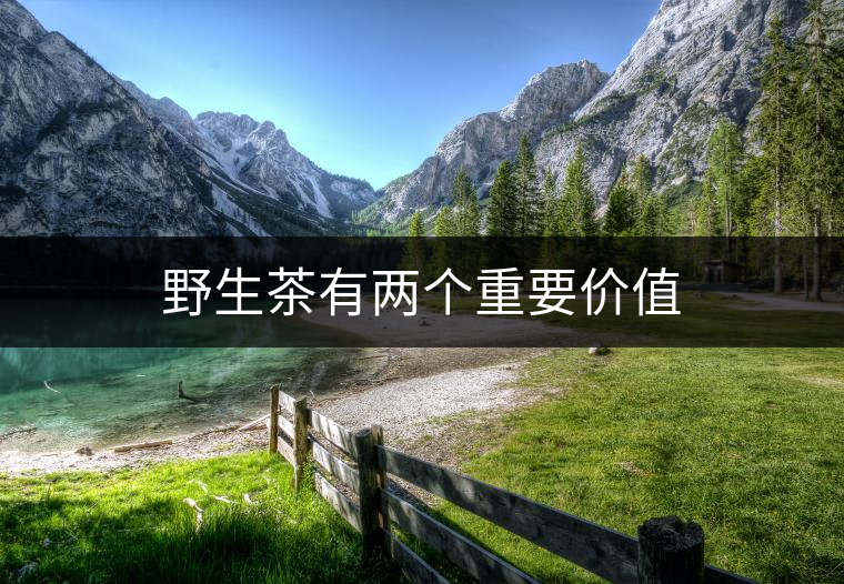 野生茶有兩個(gè)重要價(jià)值 野生茶有兩個(gè)重要價(jià)值