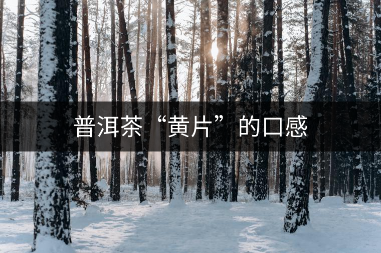 普洱茶“黃片”的口感 普洱茶“黃片”的口感