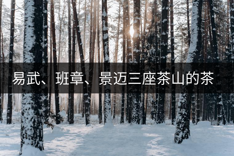 易武、班章、景邁三座茶山的茶比較