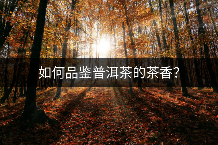 如何品鑒普洱茶的茶香？