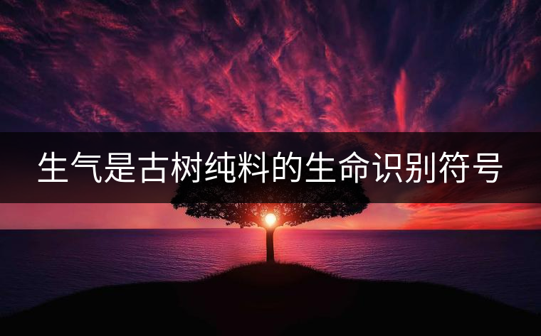 生氣是古樹純料的生命識別符號