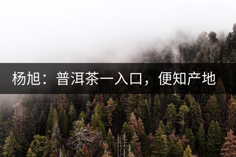 楊旭：普洱茶一入口，便知產(chǎn)地和年份