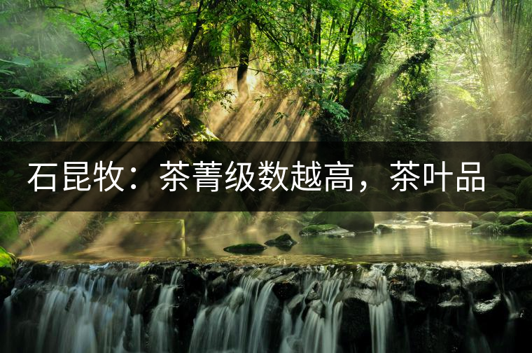 石昆牧：茶菁級(jí)數(shù)越高，茶葉品質(zhì)就越好？